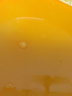 煉蝦高湯 的食譜成品照片