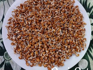 Homemade Horse Gram Sprouts