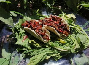Una foto de Tacos de flor de colorín (Sta ji ita tizavi)