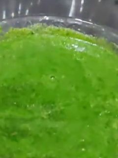 हरा धनिया और पुदीने की व्रत वाली चटनी(hara dhaniya aur pudina ki vrat wali chutney recipe in hindi) रेसिपी मुख्य फोटो
