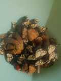 Percebes