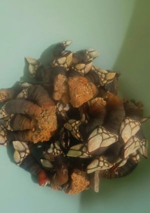 Una foto de Percebes