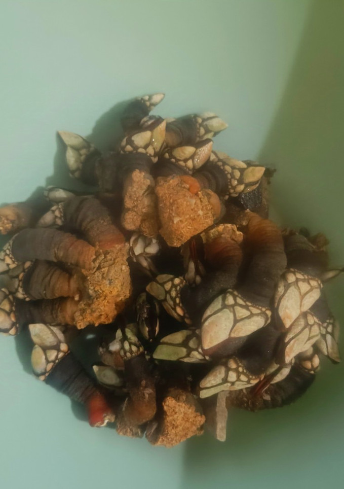 Una foto de Percebes