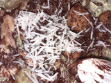 Pisang goreng coklat keju