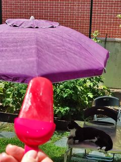 Una foto de Polos o paletas de helado de aloe vera súper saludables