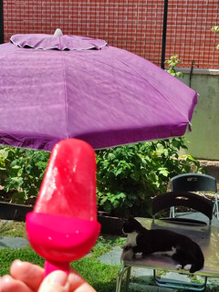 Una foto de Polos o paletas de helado de aloe vera súper saludables