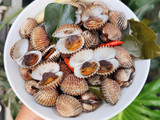 506. Asem Asem Kerang Dara