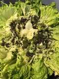 Batavia aux aromates de la mer