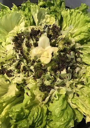 Une photo de Batavia aux aromates de la mer