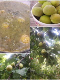 عکسی از دستور شولی یزدی (شولی زردآلو)