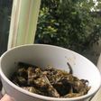 Tumis Genjer sederhana