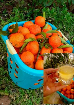 عکسی از دستور شربت نارنج خوشمزه و ارگانیک 😋