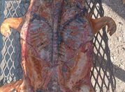 Una foto de lechon horno