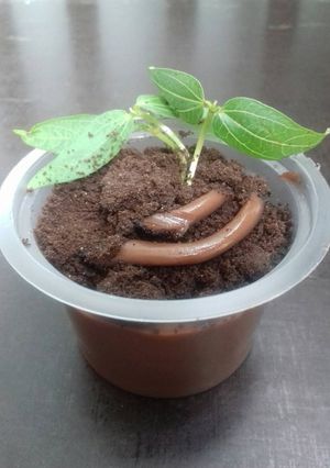 Foto resep Puding Coklat Tanah & Cacing