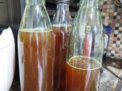 Gambar teh kombucha