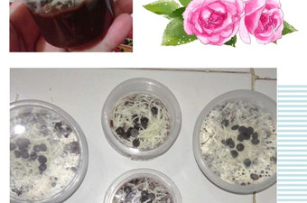 Anti Ribet, Buat Brownies Lumer Chocolatos Rumahan