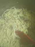 Pesto loco