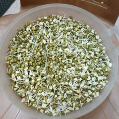 A picture of Sprouts - moong dal.