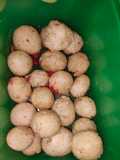 Cimol anti gagal (tidak meledak)