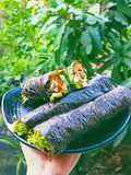 Cơm cuộn keto