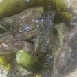 Bebek Ijo