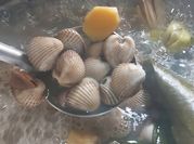 Gambar kerang dara