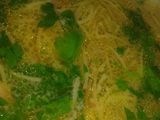شوربة الشعيرية
