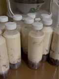Milky Jelly