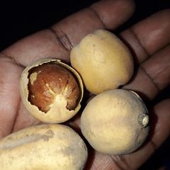 A picture of Aduwa.