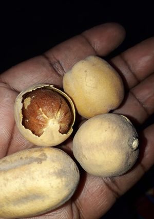 A picture of Aduwa.