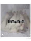 102.Es lilin (coki coki)