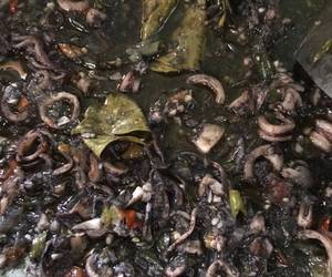 Siap Saji Cumi Hitam Puedess Yummy Mantul