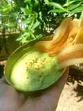 2 mins Avocado Yogurt Dip🍌Chips กล้วยฉาบอะโวคาโดโยเกิร์ต