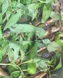 Cá kèo kho rau răm