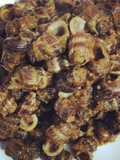 Siput Sedot (Katuyung) 🐚🐚 Pedass Mampus