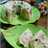 Puding roti tawar kukus