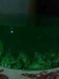 Puding lumut esen pandan