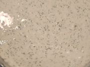 A picture of dill sauce