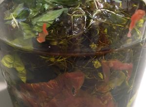 Una foto de Tomates deshidratados en conserva de ajo asado albahacas frescas y orégano