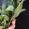 Manteca de Salvia