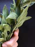 Manteca de Salvia