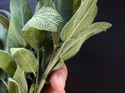 Una foto de manteca de salvia