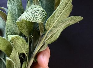 Una foto de Manteca de Salvia