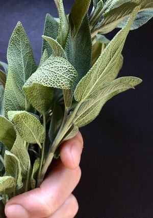 Una foto de Manteca de Salvia
