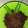 Inti Kelapa