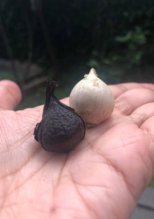 Foto resep Black Garlic - bawang putih fermentasi