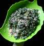 Resep Urap daun singkong muda Anti Gagal