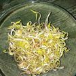 Brotes de soja (dientes de dragón) caseros