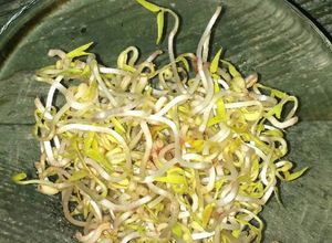 Foto principal de Brotes de soja (dientes de dragón) caseros