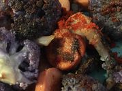 Una foto de coliflor morada con ajo